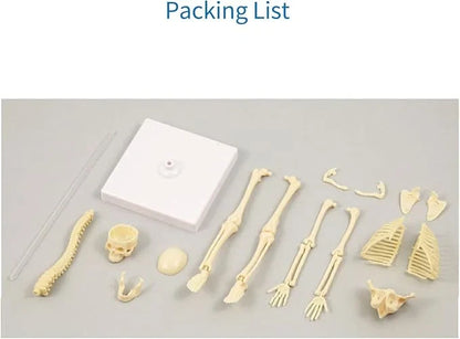 Teng Xin – Explore Science Bone Assembly