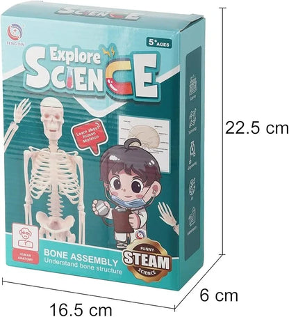 Teng Xin – Explore Science Bone Assembly