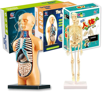 Teng Xin – Explore Science Bone Assembly
